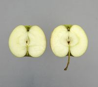 Malus sieversii æble